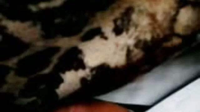 ماساژ دادن هند به کمک استمناء ، مرد را به سمت تشنج ارگاسم ضربدری خفن مرد سوق می دهد